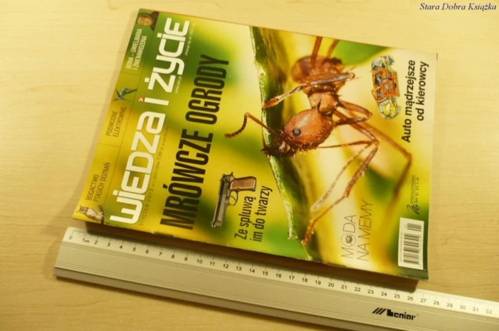 WIEDZA I ŻYCIE STYCZEŃ 2013 MRÓWCZE OGRODY Tylko dziś