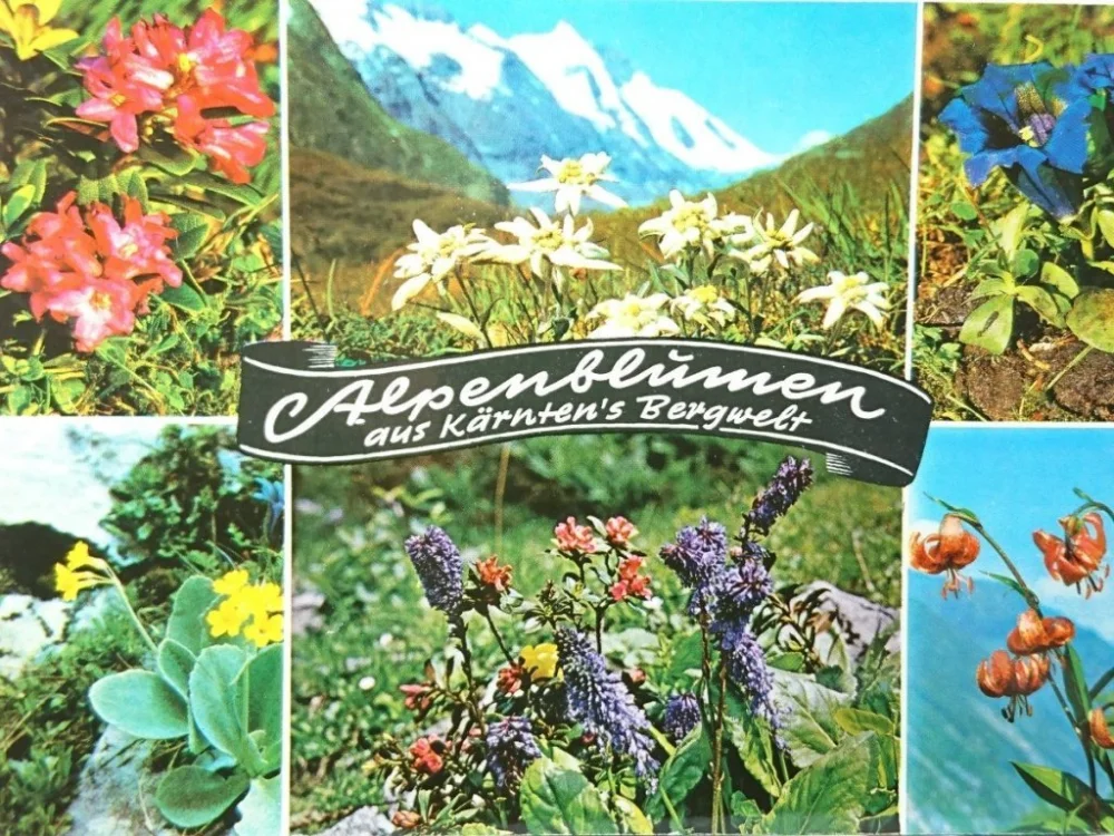 Niska cena ALPENBLUMEN AUS KARNTENS BERGWELT
