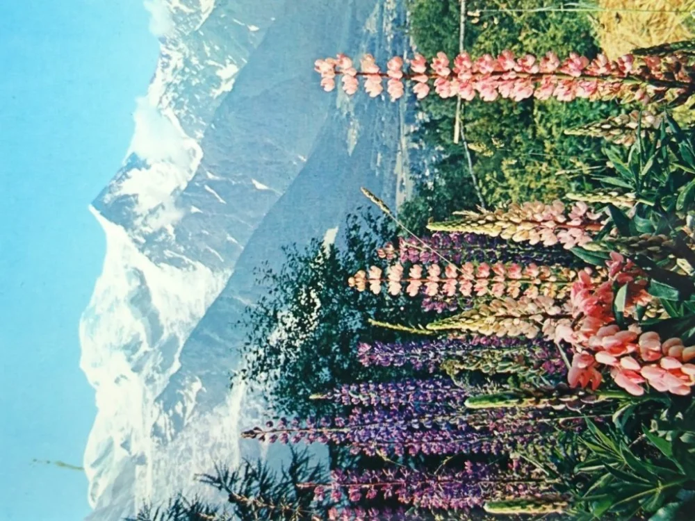 COULEURS ET LUMIERE DE FRANCE. LES ALPES Hit cenowy