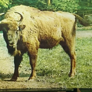 ŻUBR. BISON BONASUS Oferta