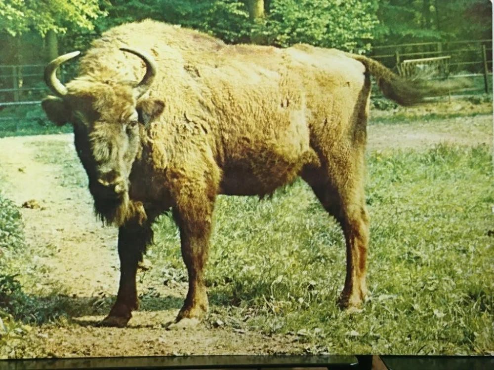 ŻUBR. BISON BONASUS Oferta