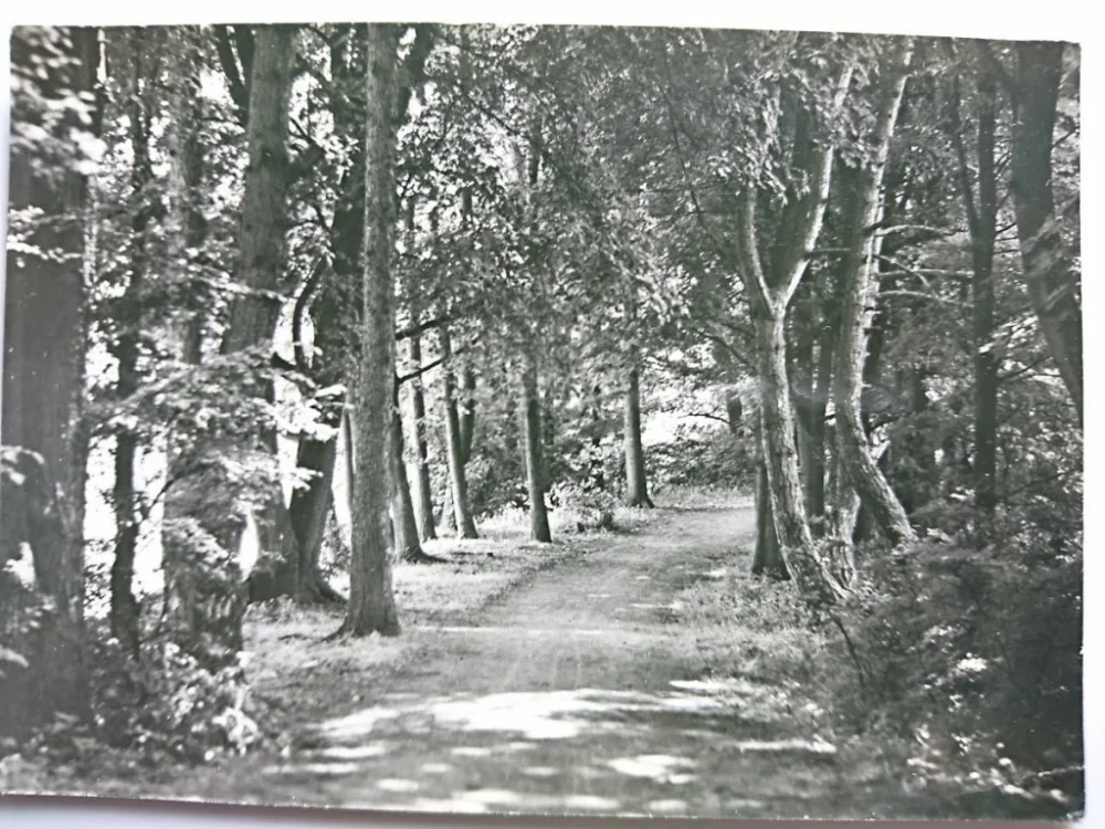 Sprawdź teraz KOŚCIELEC. PARK FOT. W. WOJTKIEWICZ