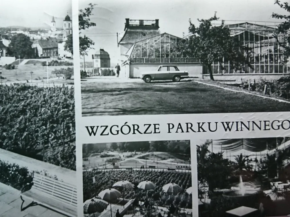 Ostatnie sztuki WZGÓRZE PARKU WINNEGO. ZIELONA GÓRA FOT. ARCZYŃSKI