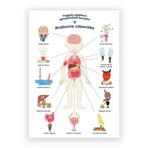 PLAKAT EDUKACYJNY. ANATOMIA CZŁOWIEK A2 Najlepsza cena