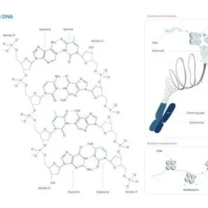 Szybka dostawa PLAKAT SCHEMAT BUDOWY DNA