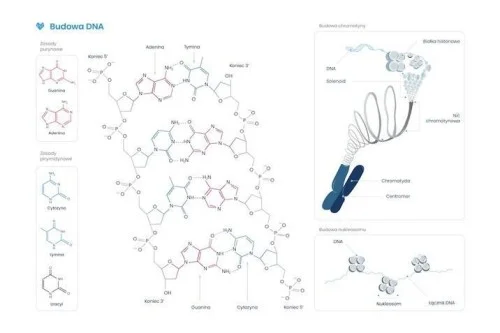 Szybka dostawa PLAKAT SCHEMAT BUDOWY DNA
